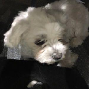 Meet your Posher, Erendira